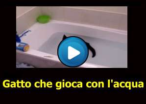 Gatto che gioca con l'acqua